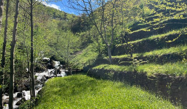 Artvin’de Bir Ustalık Destanı: İki Dönümü Sekiz Yapan Üç Kuşaklık Taş Mirası
