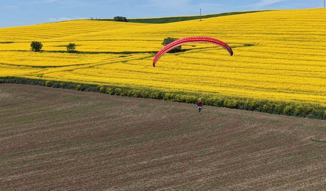 Tekirdağ'da Gökyüzü Sarıya Boyandı: Kanola Tarlaları Üzerinde Paramotor Şöleni