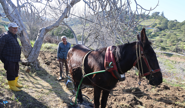 Gençler köyü terk edince iş yaşlılara kaldı