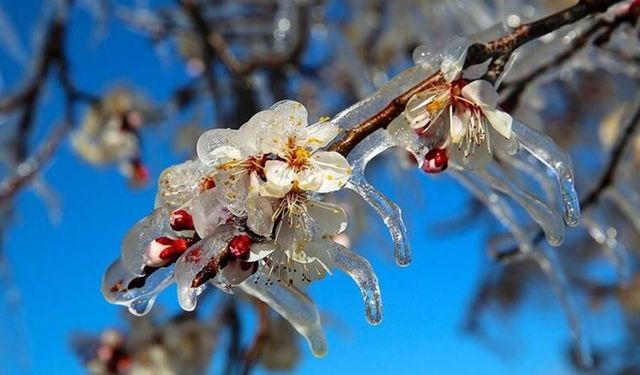 Zirai Don Yaşanmadı, Üretim Risk Altında Değil