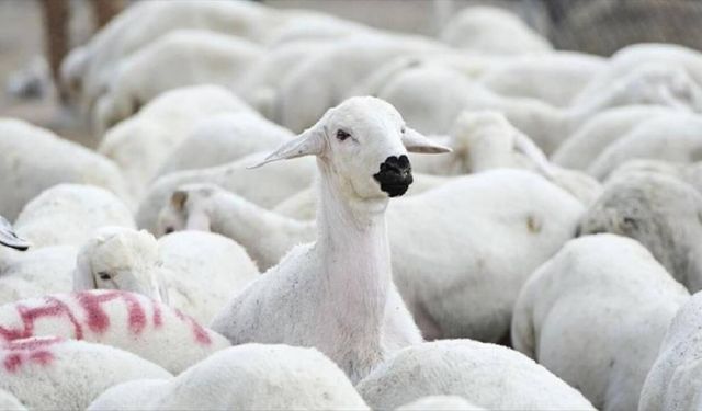 Kırsalda Bereket Başlıyor: 100 Küçükbaş Hayvan ve Nakdi Destek İçin Başvurular Açıldı!