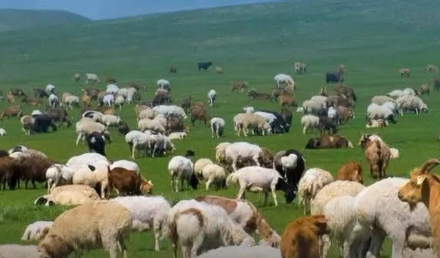 150 BİN KÜÇÜKBAŞ DAĞITILACAK: 3 YILLIK DEV DESTEK