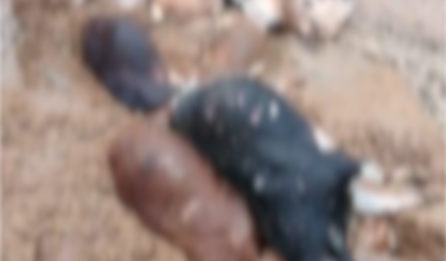 Bir Gecede Her Şey Bitti! 25 Hayvan Telef Oldu