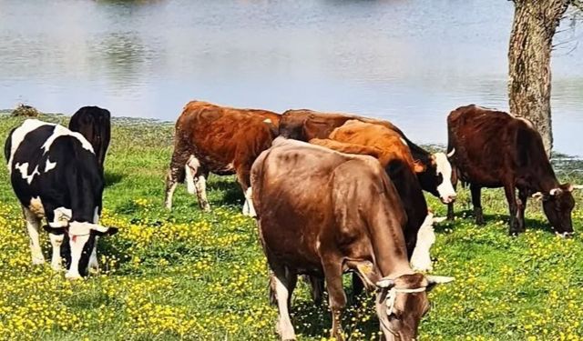 TAVŞANLI’DA 4 MİLYON TL’LİK DEV HAYVANCILIK HAMLESİ