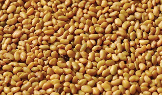 Ağrı’da Çiftçiye Dev Destek! 44 Ton Tohum Dağıtıldı