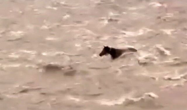 Bingöl'de Sel Sularına Kapılan Atın Yaşam Mücadelesi