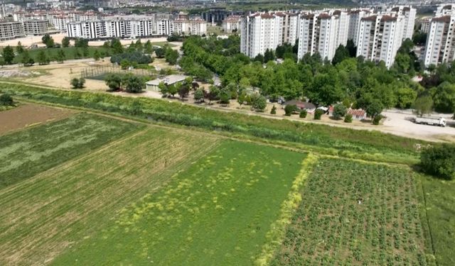 Bursa'nın tescilli enginarı, konut ve sanayi kıskacında