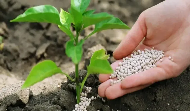 KÜRESEL GÜBRE KRİZİ