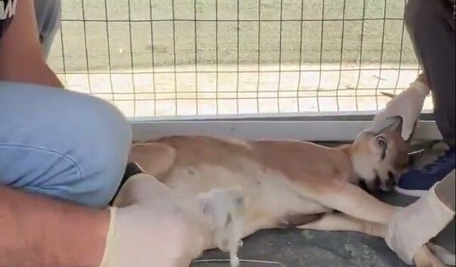 Koruma Altındaki Yaban Keçisini Vurdu: Cezası Dudak Uçuklattı