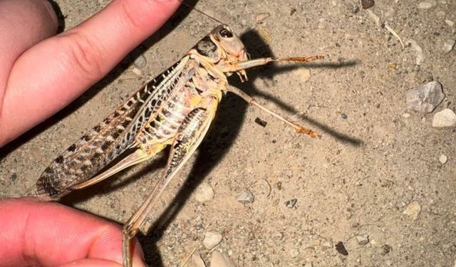 Polatlı'da dev etçil çekirge görüldü: İnsanlara zararı yok!