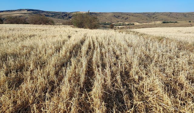 Yozgat'ta tarlaları biçerdöver değil dolu biçti