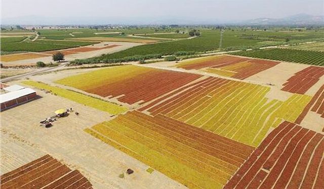 TMO çekirdeksiz kuru üzüm alım fiyatlarını açıkladı: Alımlar 15 Eylül'de başlıyor!