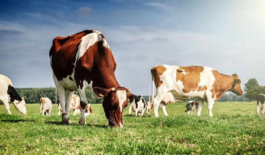 Trouw Nutrition Türkiye ile 5 Yıl Aradan Sonra Ruminant Akademi