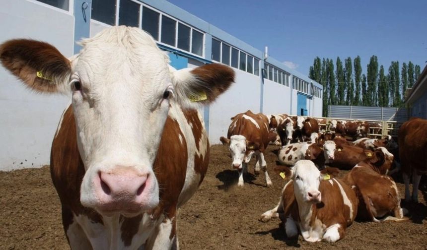 Hayvancılıkta yeni dönem başladı