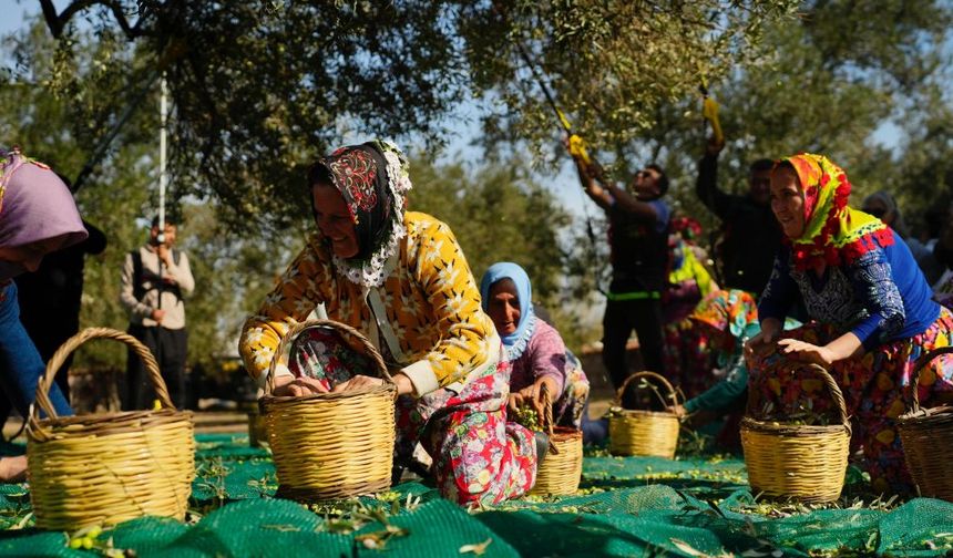 Ayvalık'ta ilk zeytin hasadı yapıldı