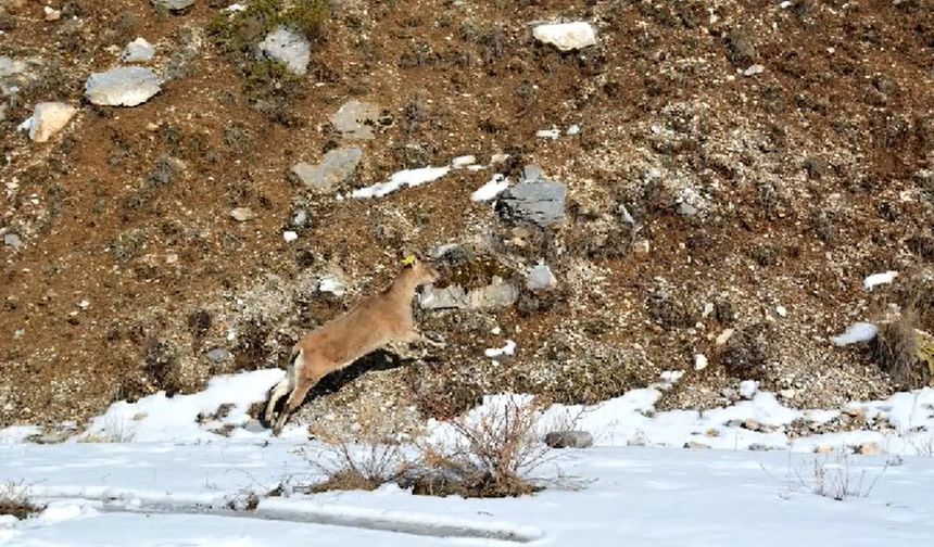 Afyonkarahisar’da doğaya ilk defa yaban keçisi bırakıldı