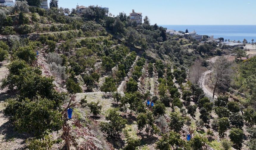 Kilogramı 200 TL’den satılan Avokadolar Alanya’da üreticilerin yüzünü güldürdü