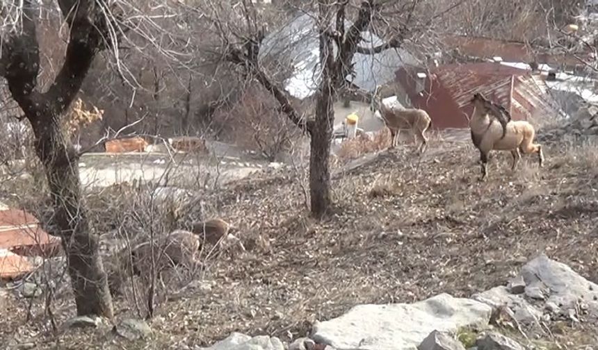 Tunceli’de, koruma altındaki yaban keçileri yerleşim yerlerine kadar indi