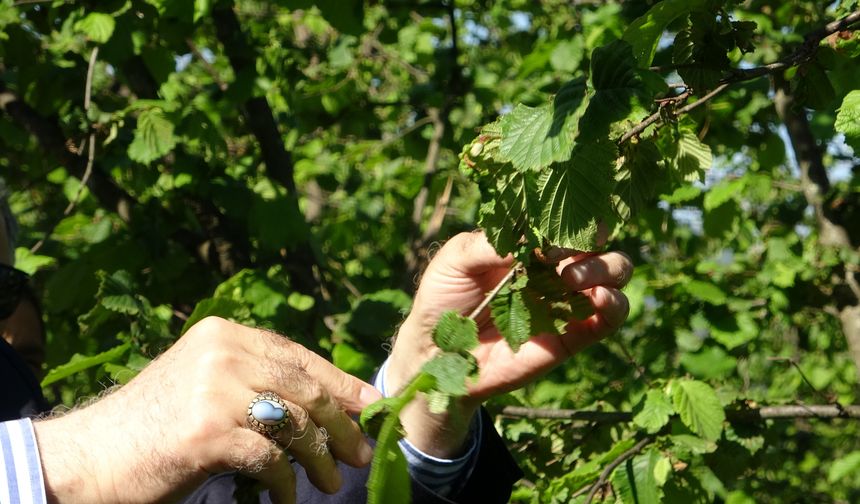 “Fındık bahçelerinde don zararı yüzde 100’e ulaştı”