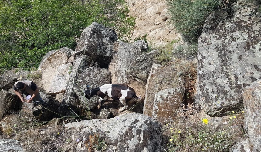 Kaybolan inekler uçurumda bulundu