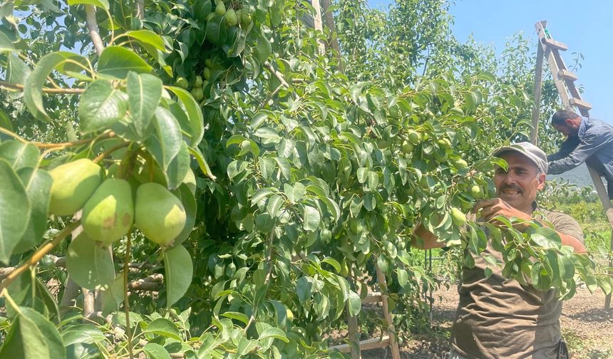 Hasat Öncesi Armut Dalında 40 Lira