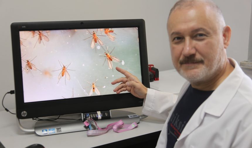 Manisa'da Tropik Sinek Alarmı: Yılda 60 Bin Kişi Ölüyor
