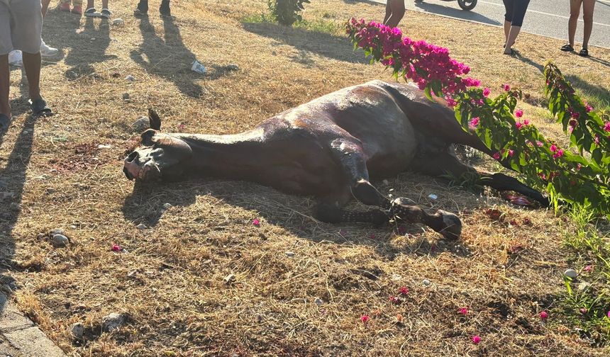 Finike'de Başıboş At Kazaya Yol Açtı: 3 Kişi ve At Yaralandı