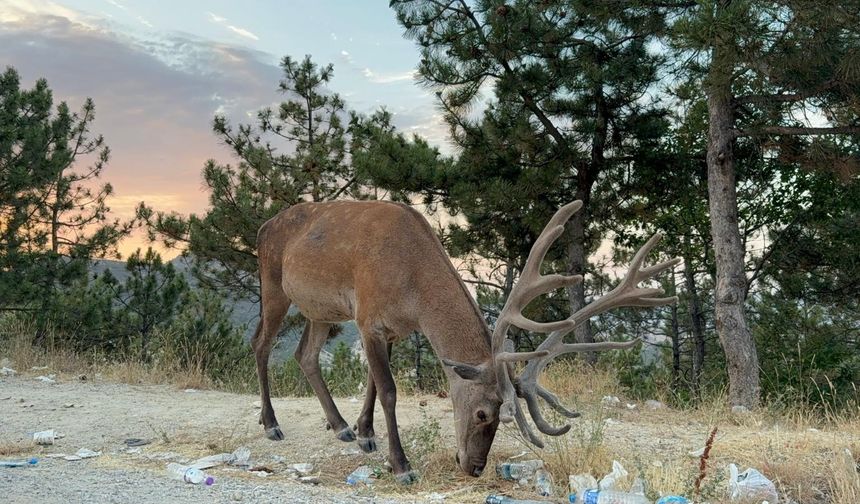 Doğal Hayatı Bıraktı, Otoyol Kenarında Yaşamaya Başladı