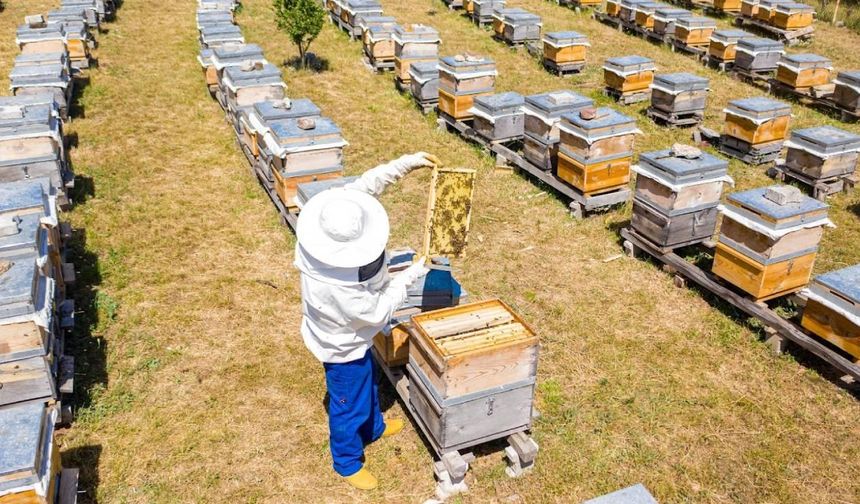 Arıcılık Yapmak İsteyenlere Müjde: 2025 Bal Üretim Destekleri Açıklandı