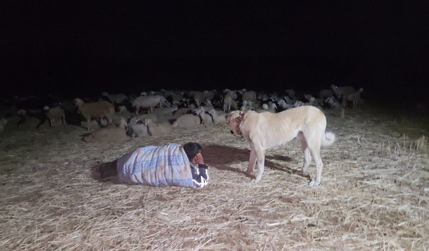 Çobanlardan Kavurucu Sıcakta Gece Otlatma Çözümü