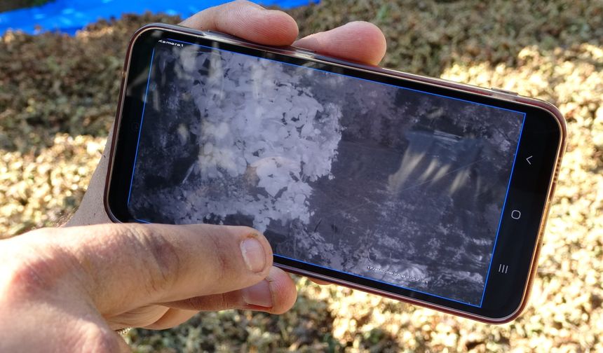 Fındığının Çalındığını Sandı, Kamerada Domuz Çıktı