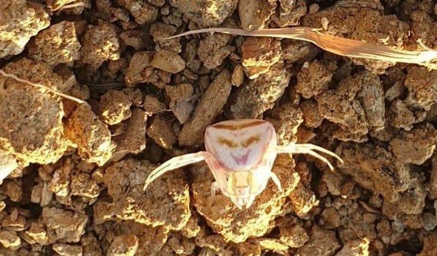 Yalova’da ‘insan yüzlü örümcek’ şaşkınlık yarattı