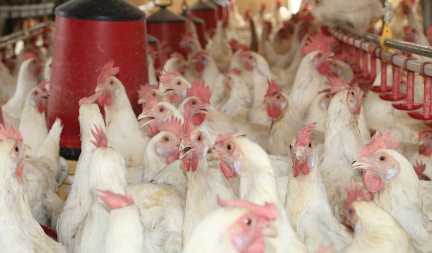 30 Tavukla Başladı, Bin 700 Tavuğa Ulaştı