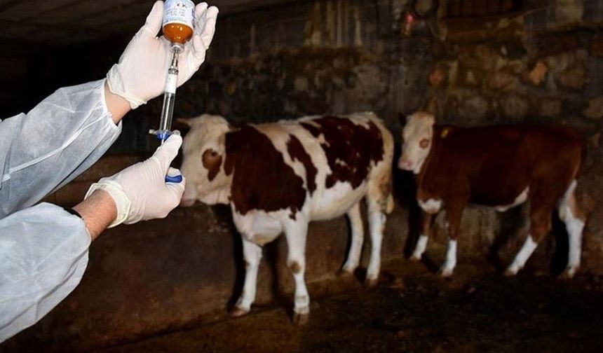 Tarım Bakanlığı: Aşı Üretildi, Şap Kontrol Altına Alındı