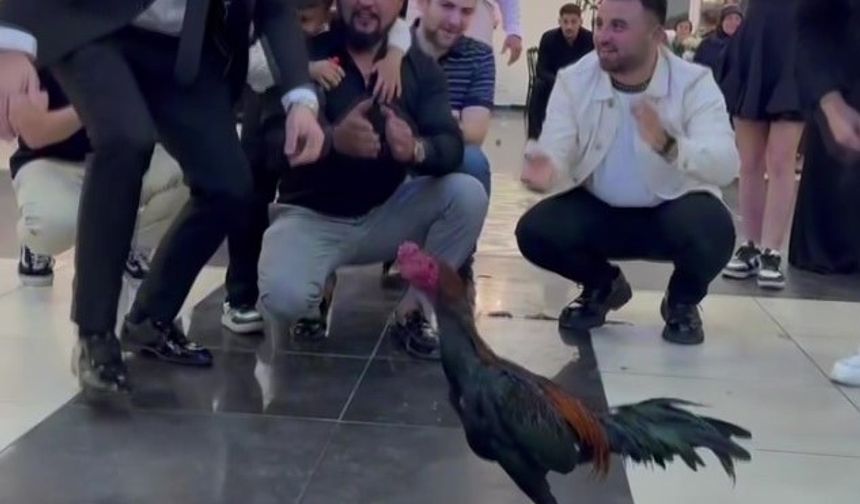 Düğünde Damada 250 bin TL’lik Hint Horozu Taktılar