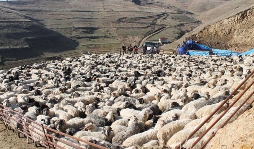 2025 yılı buzağı, malak, kuzu ve oğlak destekleme başvuruları başladı
