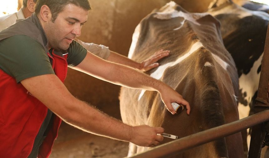 Bakanlıktan Şap Açıklaması: Salgın Kontrol Altında