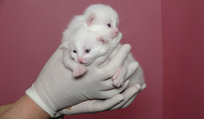 Van Kedi Villası’nda Rekor Doğum: 120 Safkan Van Kedisi Dünyaya Geldi