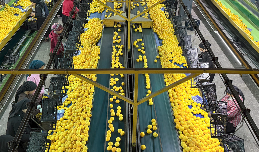 Adana Narenciyesi Yeni Yıl Öncesi Dünyaya Açıldı, Çiftçi Fiyattan Dertli