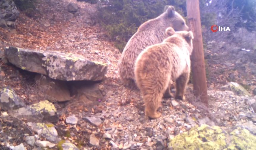 Uzmanlardan Ayı Uyarısı: İç Ege ve Trakya’da Bile Görülüyor