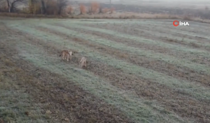 Erzincan Otlukbeli’nde Kurt Saldırısı: 10 Koyun Telef Oldu