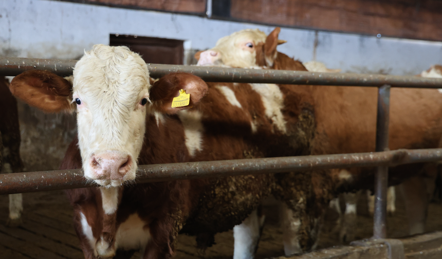 Devlet Desteğiyle 35 Büyükbaştan 300 Başlık Modern Çiftliğe