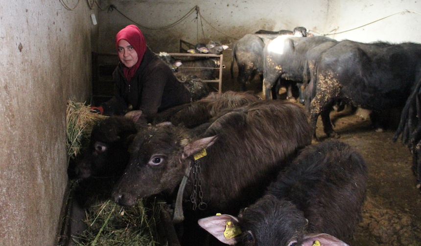 11 Mandayla Başladı, Çorum’u Mandacılıkta Marka Yapmaya Hazırlanıyor