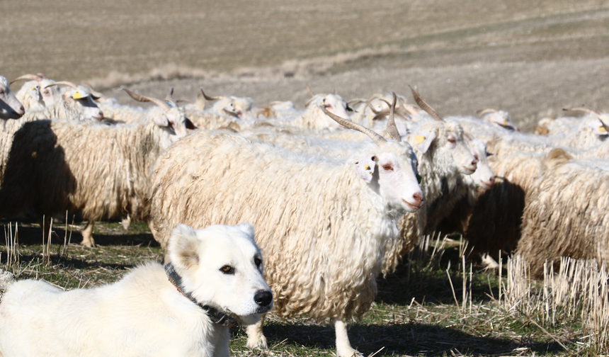 Bozkırdan Dünyaya Uzanan Miras: Ankara Tiftiği.
