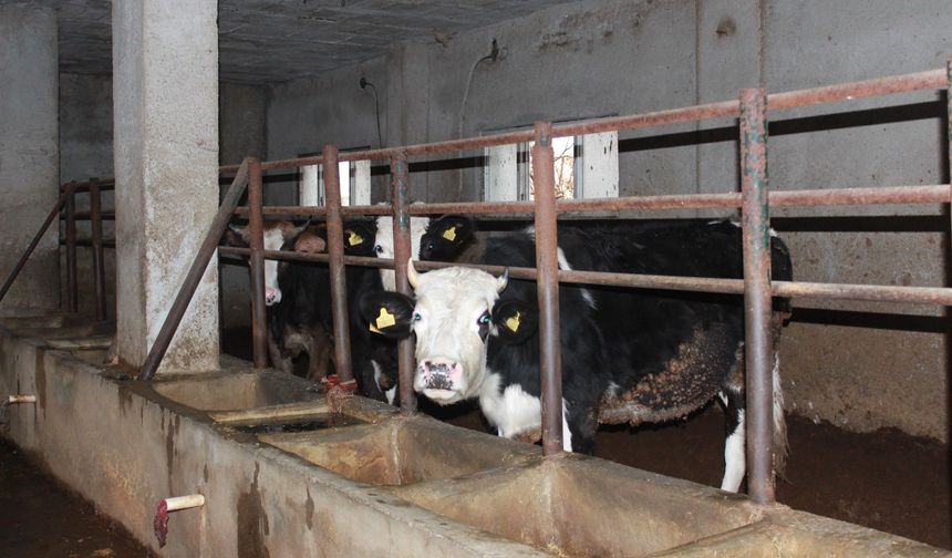 Siirt’te Besicinin Büyük Zararı: 3,5 Ayda,Kayıp 8 Milyon TL!