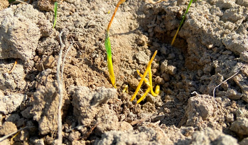Konya Ovası’nda Sessiz Tehlike: Yağışlar Alarm Veriyor, Uzmanlardan Kritik Uyarı
