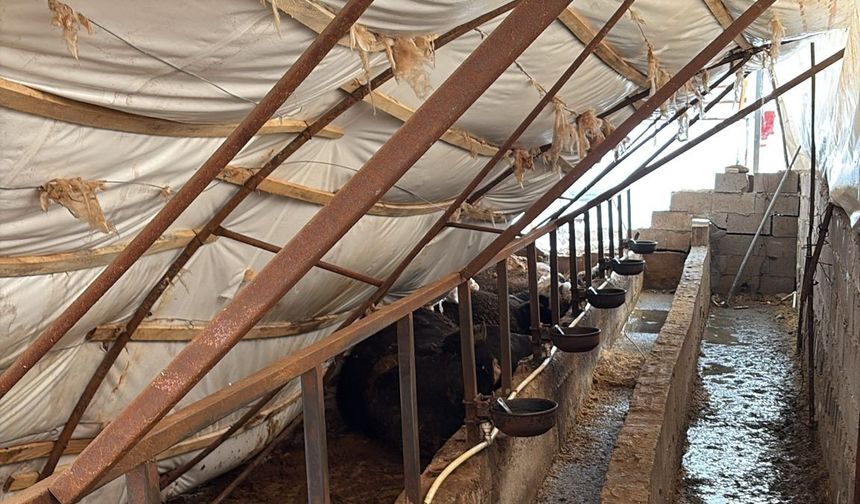 Karabük’te Yoğun Kar Ahırları Çökertti: 7 Büyükbaş Telef Oldu