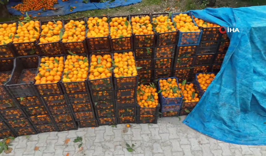Hatay’da Mandalina Tarlada 2 TL, Markette 35 TL: Çiftçi Zararına Satıyor