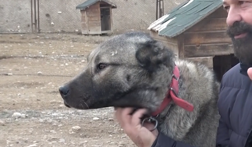 Kurtlar Şehre İndi, Alarm Verildi: “Fare Yiyen Kurt Büyük Tehlikenin Habercisi”