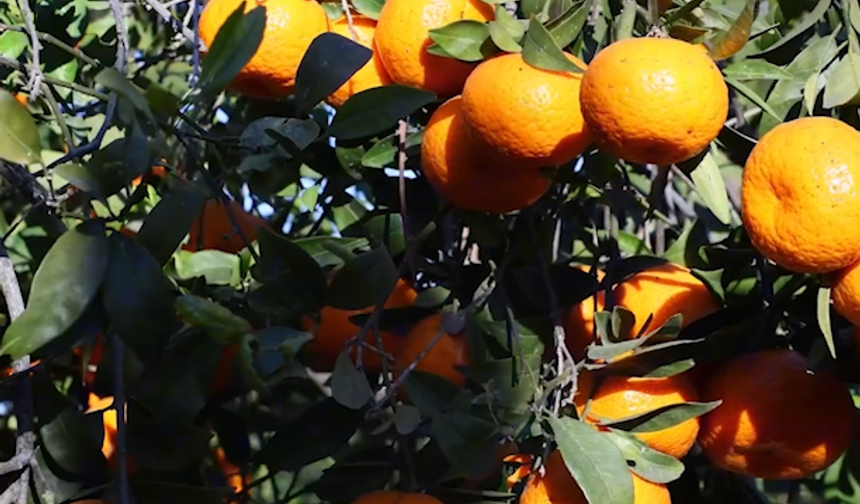 Bodrum Mandalini Türkiye’ye Açıldı: Tek Seferde 50 Ton Sevk